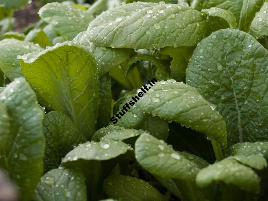 How to Plant, Grow, and Harvest Mustard Greens -Harvest to Table