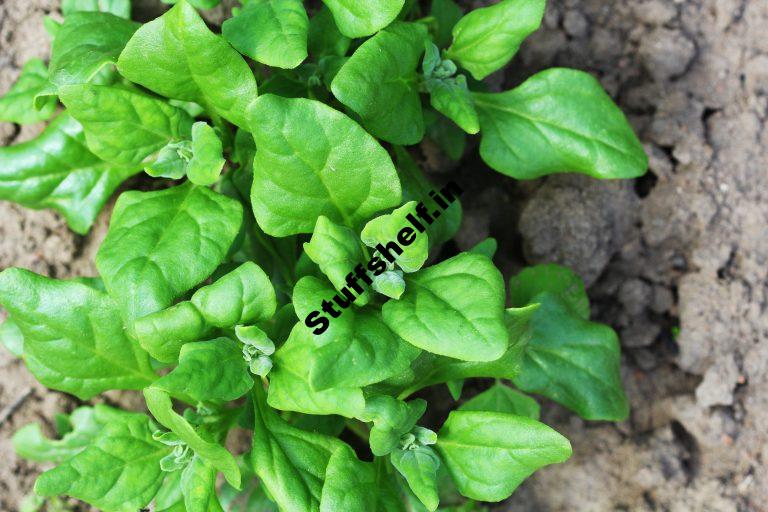 How to Plant Grow and Harvest New Zealand Spinach