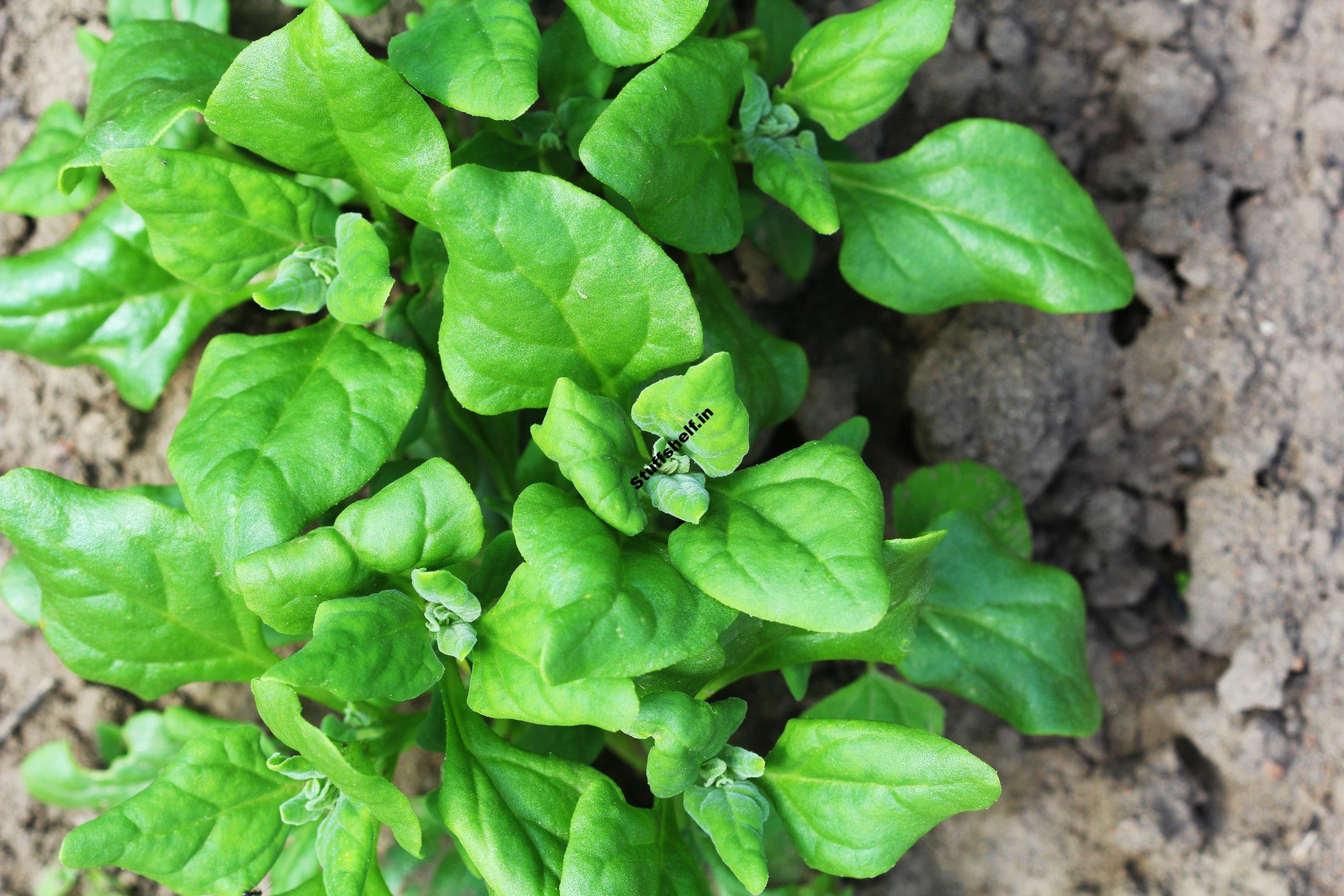 How to Plant Grow and Harvest New Zealand Spinach