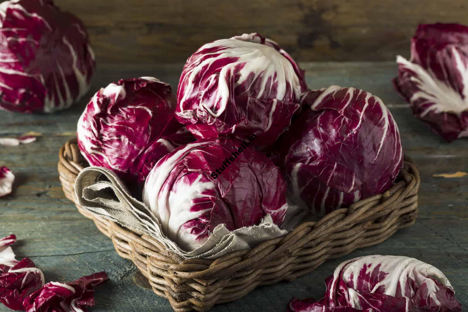 How to Plant Grow and Harvest Radicchio