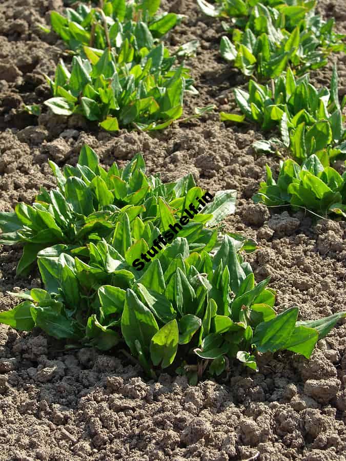 How to Plant Grow and Harvest Sorrel