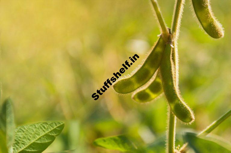 How to Plant Grow and Harvest Soybeans