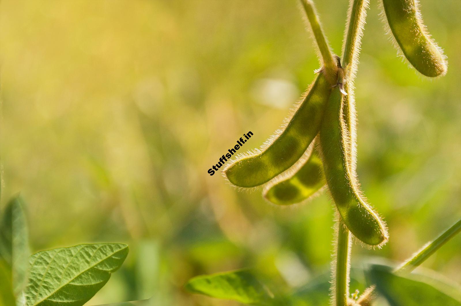 How to Plant Grow and Harvest Soybeans