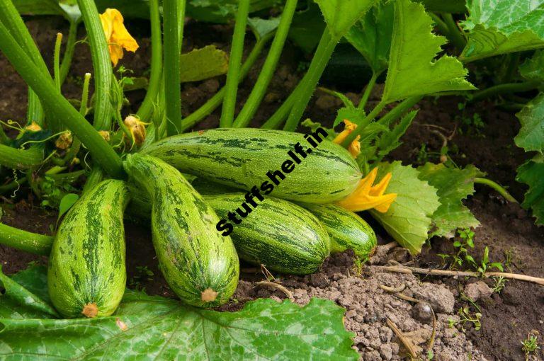 How to Plant Grow and Harvest Zucchini and Summer Squash