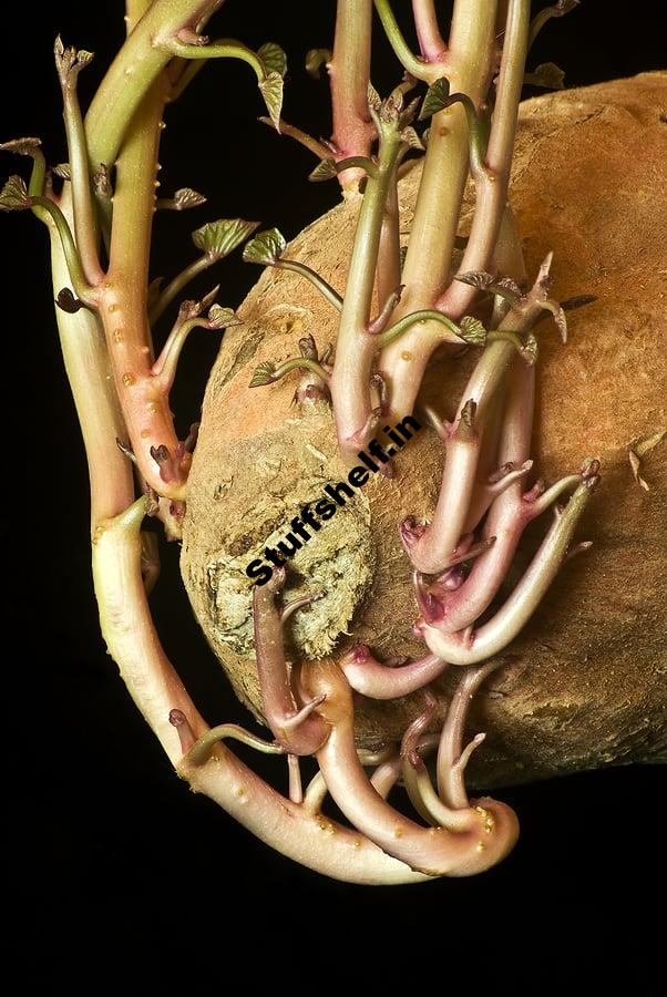 How to Plant Grow and Harvest Sweet Potatoes