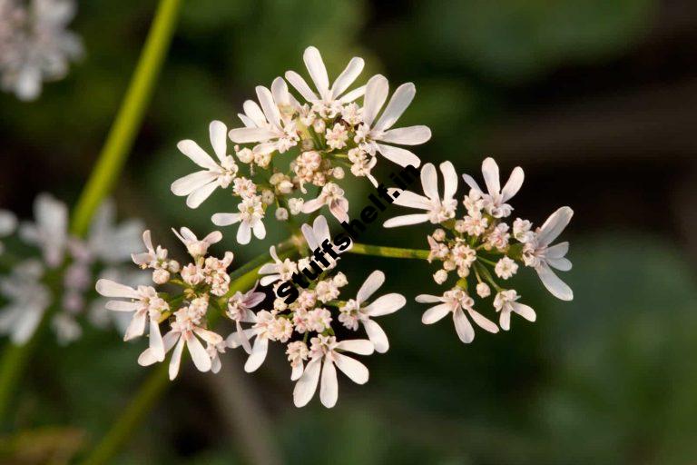 How to Plant Grow and Harvest Anise Harvest to Table