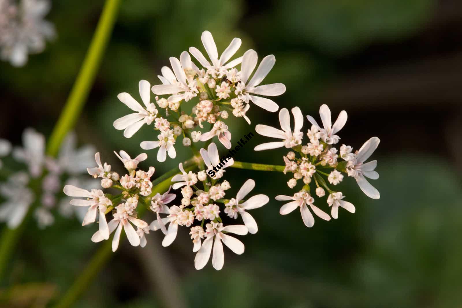 How to Plant Grow and Harvest Anise Harvest to Table