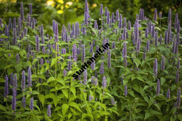 How to Plant Grow and Harvest Anise Hyssop