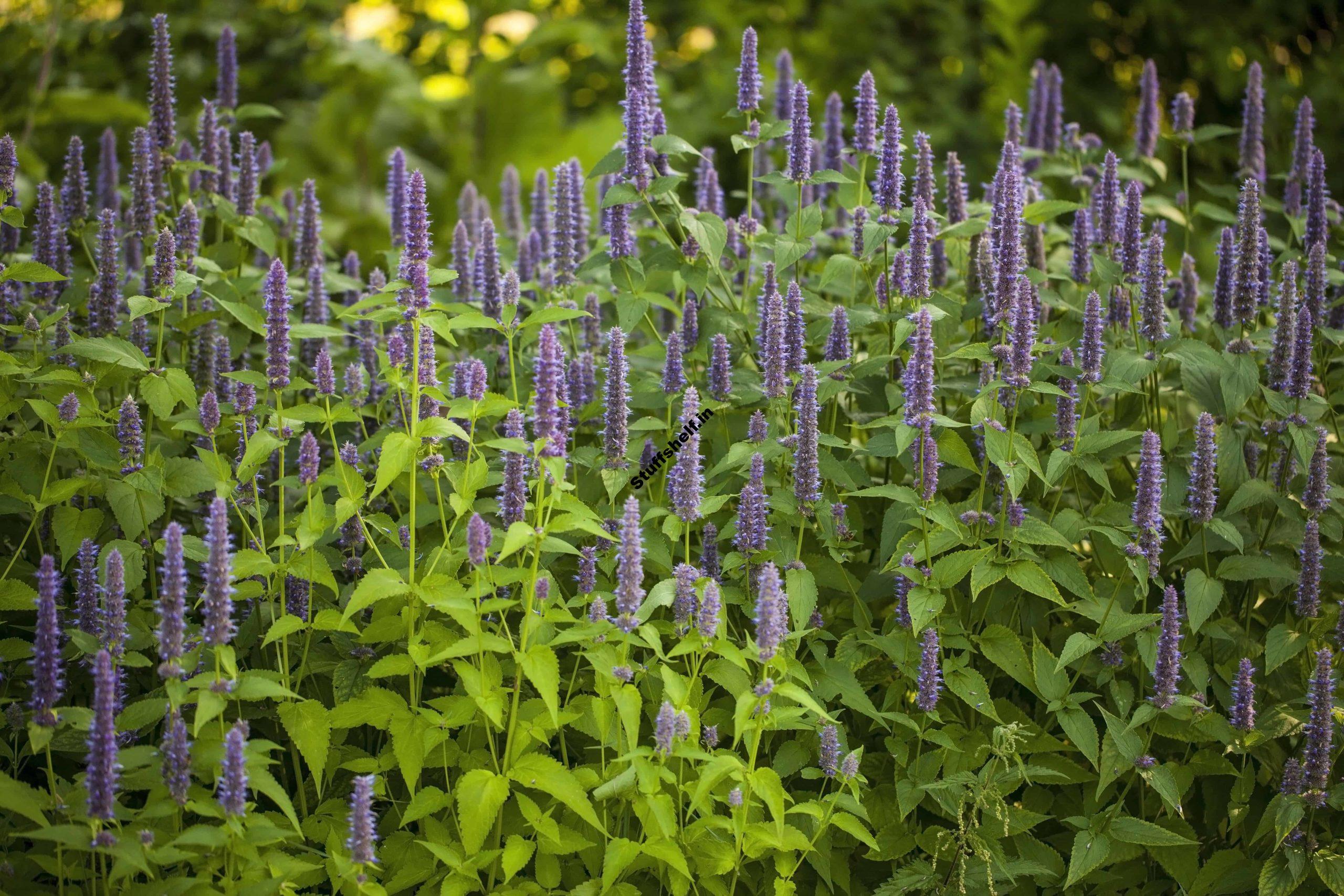 How to Plant, Grow, and Harvest Anise Hyssop