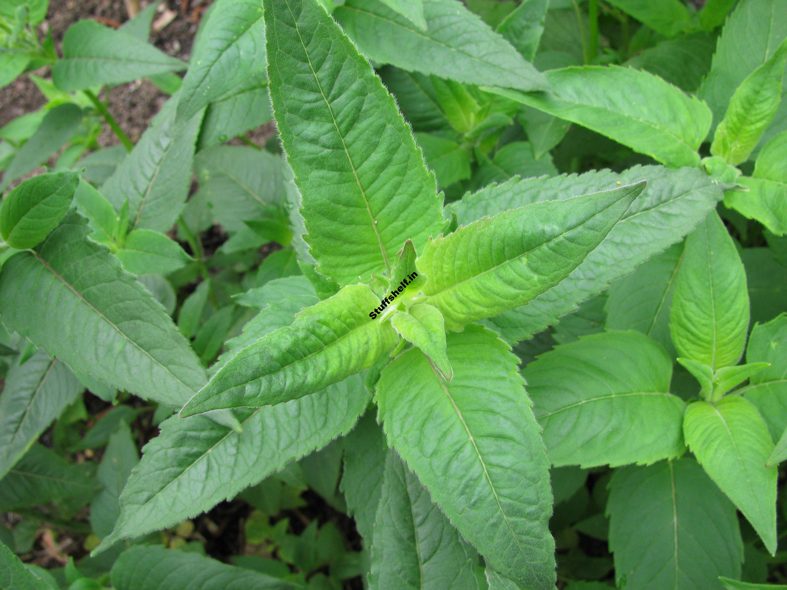 How to Plant, Grow, and Harvest Bee Balm