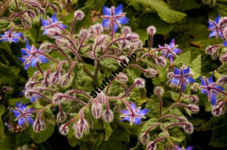 How to Plant Grow and Harvest Borage